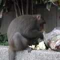 一年前寺廟調查(論文用)，巧遇獼猴。
