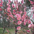 南京梅花山梅花季