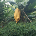 屏東香蕉園