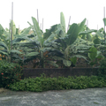 屏東香蕉園
