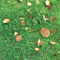 雨後的香菇