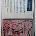 日本東北自由行-3.6陸奧伊達政宗歷史館 - 117