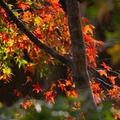 又進入歲末寒流來襲石門水庫楓葉紅了一年也即將過去歲月不饒任人