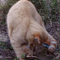 【發現貓的足跡】－ 剛種的蘿蔔遭殃了