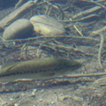 fish in Survoyors Lake