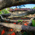 懷舊老屋 土角厝鳳凰木— 在草山月世界
