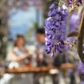 2021紫藤花