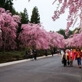 2014年4月到日本賞櫻花，包括造幣局及美秀美術館，美不勝收