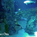 韓國水族館