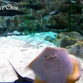 롯데월드 아쿠아리움 樂天世界水族館 韓國水族館