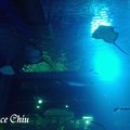 韓國水族館