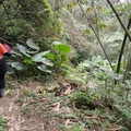 230924 大崎棟古道 & 關西赤柯山, 東獅頭山步道 