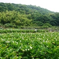 200516 海芋．繡球．竹子湖