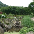 200516 海芋．繡球．竹子湖