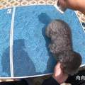 小仙浪浪曬太陽3