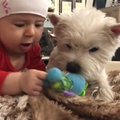 20170126 Вестик и ребенок - Westie n kid