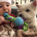 20170126 Вестик и ребенок - Westie n kid