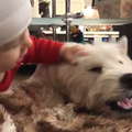 20170126 Вестик и ребенок - Westie n kid