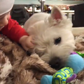 20170126 Вестик и ребенок - Westie n kid