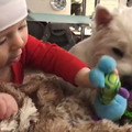 20170126 Вестик и ребенок - Westie n kid