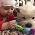 20170126 Вестик и ребенок - Westie n kid