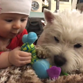 20170126 Вестик и ребенок - Westie n kid