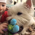 20170126 Вестик и ребенок - Westie n kid