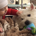 20170126 Вестик и ребенок - Westie n kid