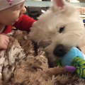 20170126 Вестик и ребенок - Westie n kid