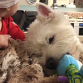 20170126 Вестик и ребенок - Westie n kid