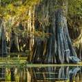 Caddo Lake State Par