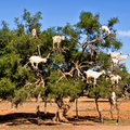 Argan tree