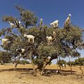 Argan tree