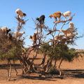 Argan tree