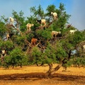 Argan tree