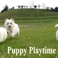 20160229 Puppy Playtime