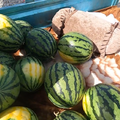 20220524離開吐魯番避暑 在公路旁先買個西瓜