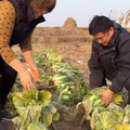 20231209 想吃辣白菜，燕子教给你，10棵白菜醃半缸