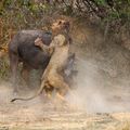 在讚比亞的國家公園,拍到水牛與獅子的浴血奮戰 002