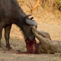 在讚比亞的國家公園,拍到水牛與獅子的浴血奮戰 006