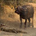 在讚比亞的國家公園,拍到水牛與獅子的浴血奮戰 007