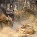 在讚比亞的國家公園,拍到水牛與獅子的浴血奮戰 009