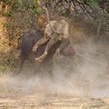 在讚比亞的國家公園,拍到水牛與獅子的浴血奮戰 001