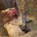 在讚比亞的國家公園,拍到水牛與獅子的浴血奮戰 004