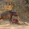 在讚比亞的國家公園,拍到水牛與獅子的浴血奮戰 003