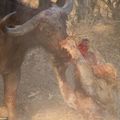 在讚比亞的國家公園,拍到水牛與獅子的浴血奮戰 005
