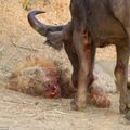 在讚比亞的國家公園,拍到水牛與獅子的浴血奮戰 010
