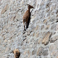 羊年到看俏壁上奔馳的羚羊超猛 012