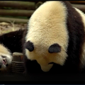 熊貓怎麽表達餓了生氣了認慫了,叫聲太銷魂了 003