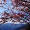 桜の季節之拉拉山恩愛農場
